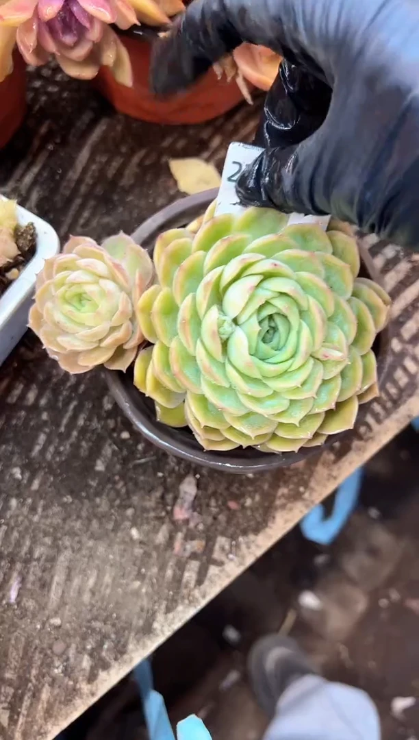 朵*多肉植物一物一拍27495