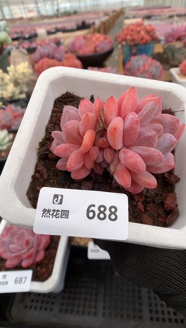 688雪天使双头一物一拍