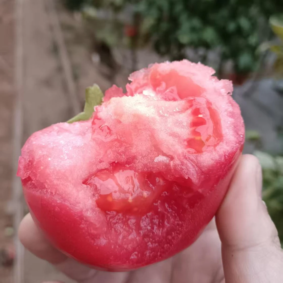 京东快递山西榆次露天种植西红柿沙瓤草莓心新鲜采摘自然成熟