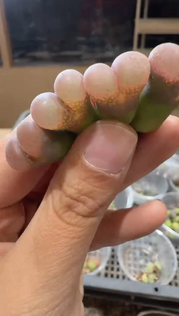 寒**雨17-235多肉植物肉锥