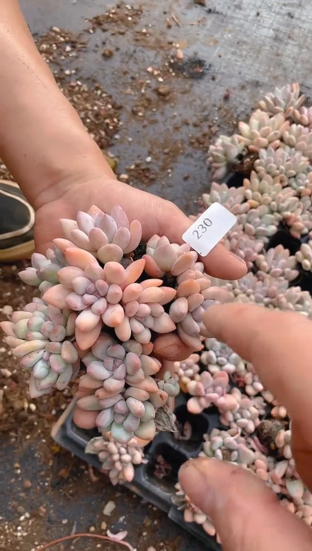 230香水杂      6 颗量拍