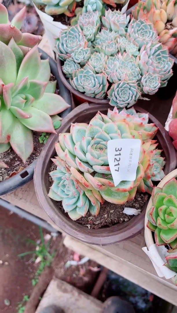 落*多肉植物一物一拍31217