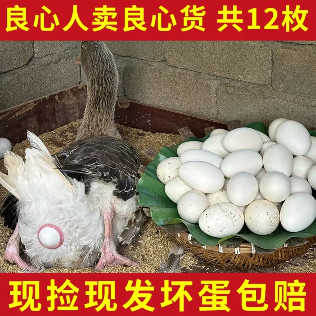 农家土鹅蛋大鹅蛋 110-130克(双黄蛋占多)破损包赔