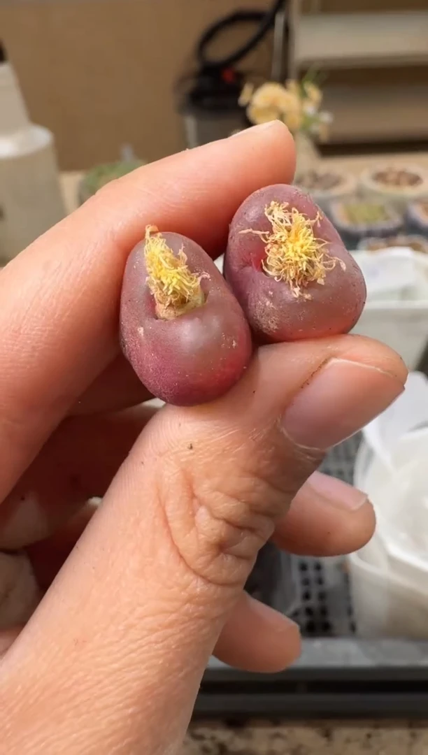 29-93多肉植物肉锥