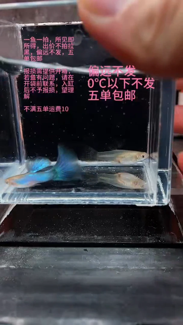 孔雀鱼孔雀鱼 02