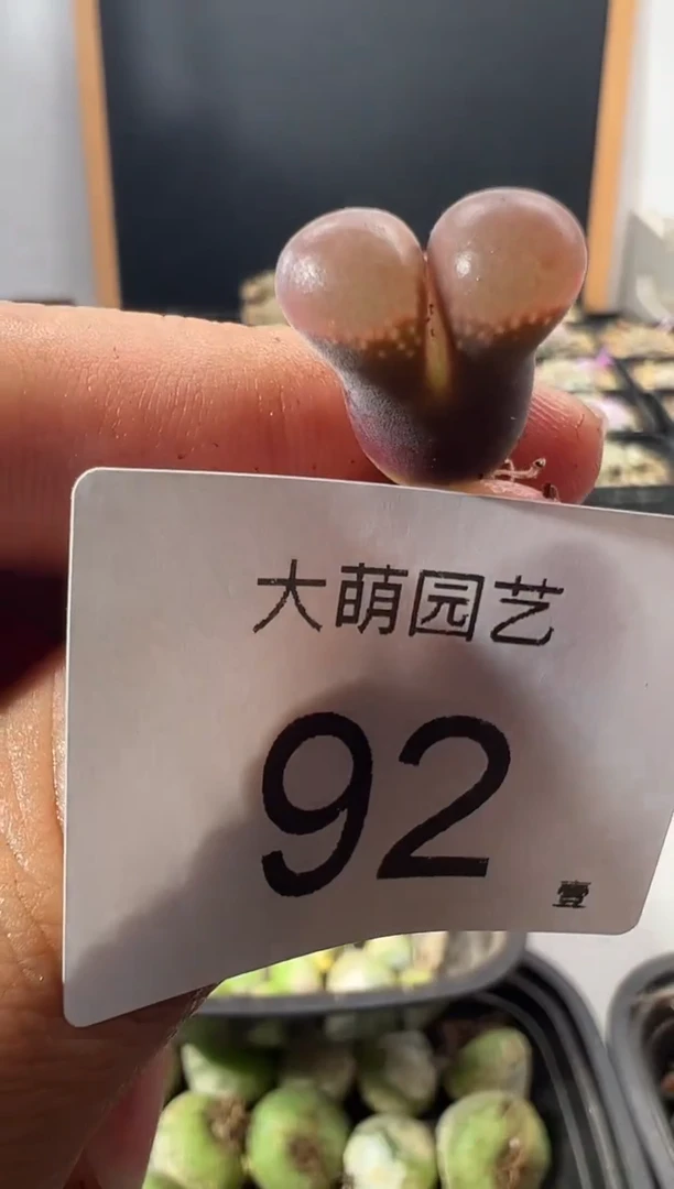 一物一拍          --92