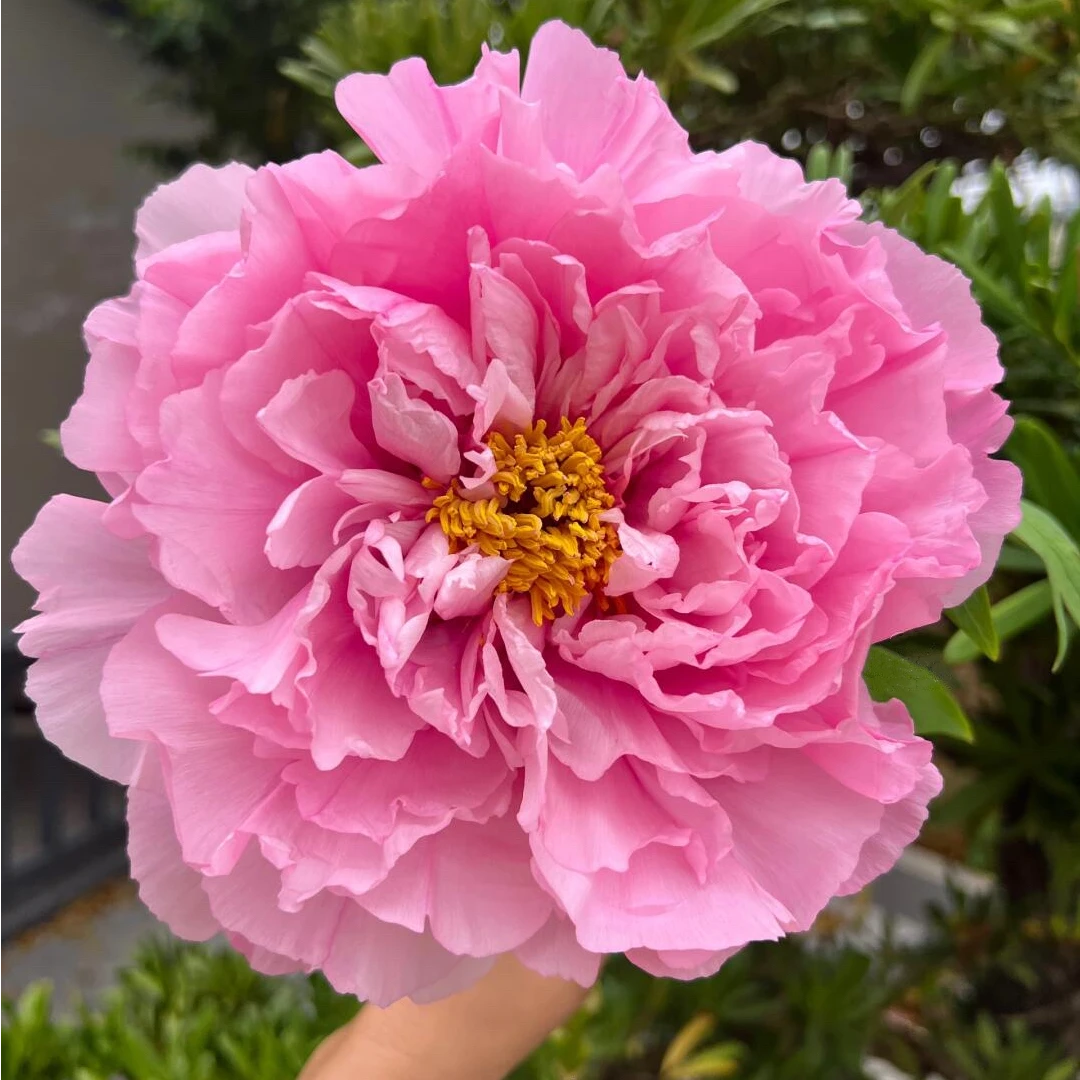 【银红巧对】牡丹花苗重瓣观赏牡丹大花山东菏泽基地直发