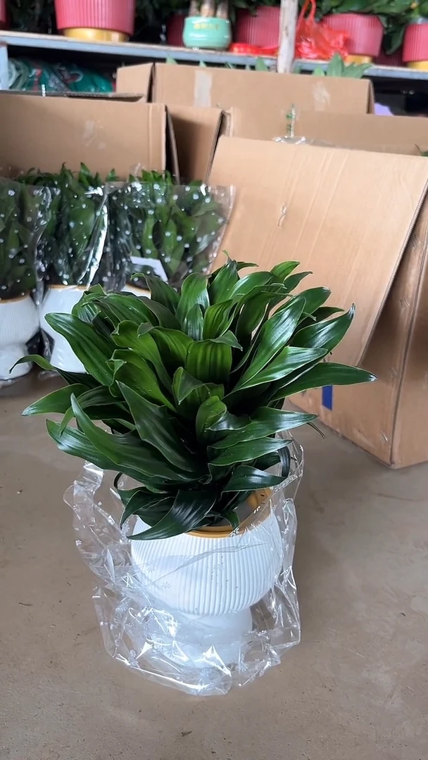 不开花植物太阳神