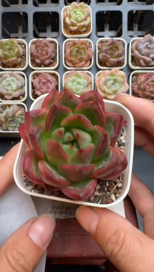 187R脱土发 当场拍3颗以上包柚 多肉植物 一物一拍