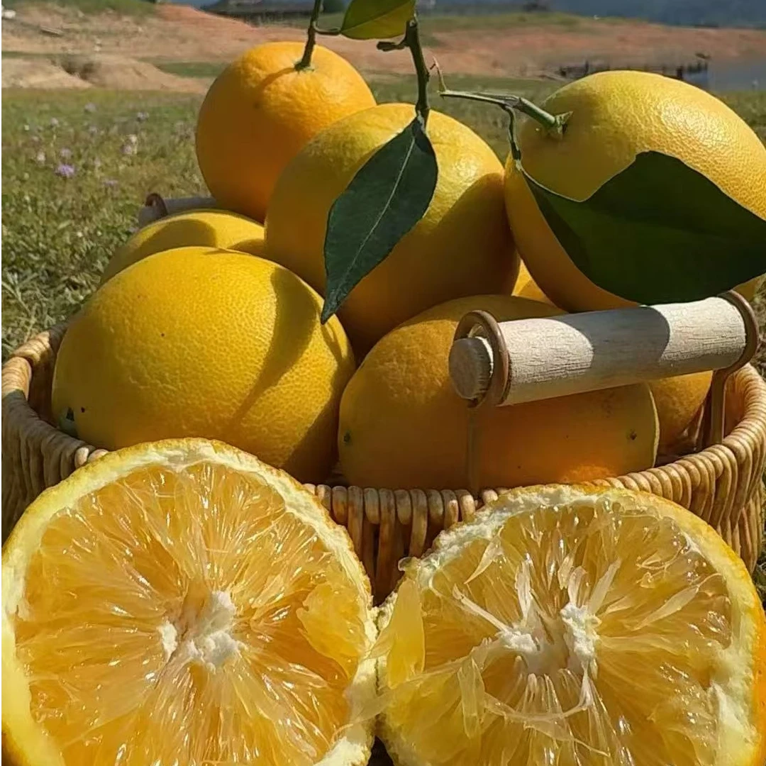 【带枝叶】果农现摘脐橙新鲜直达果肉细腻整箱10斤/20斤/包邮发货