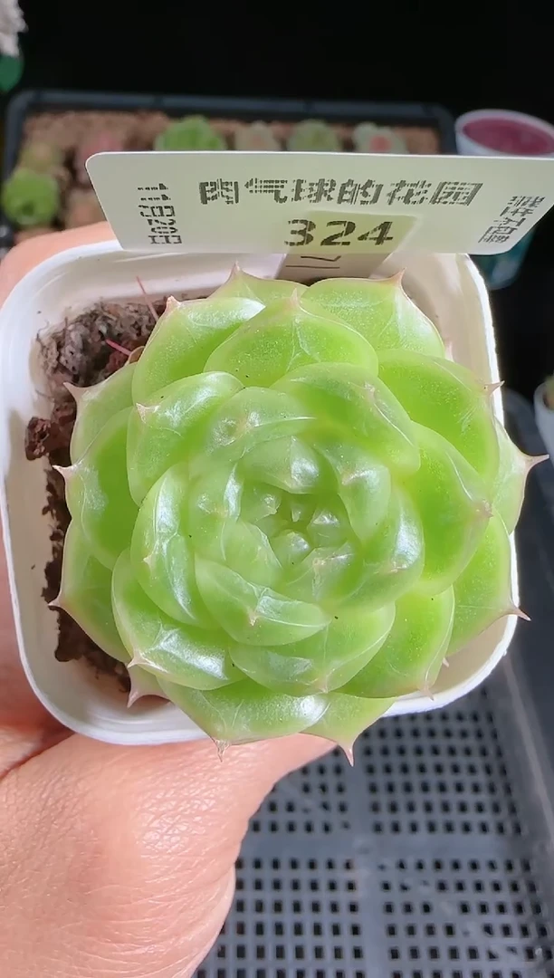 1120-324p3-71群生不包整