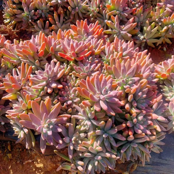 秋丽 2颗好种好养 瑕疵不售后 多肉绿植园艺种植多肉办公室
