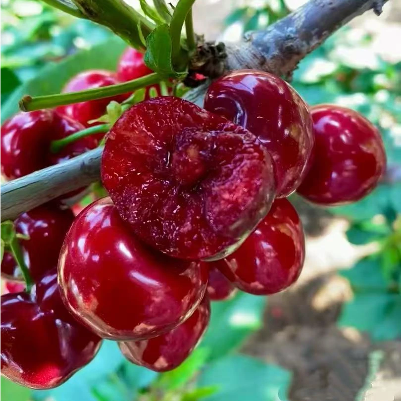 到手三斤大连旅顺1J美早大樱桃