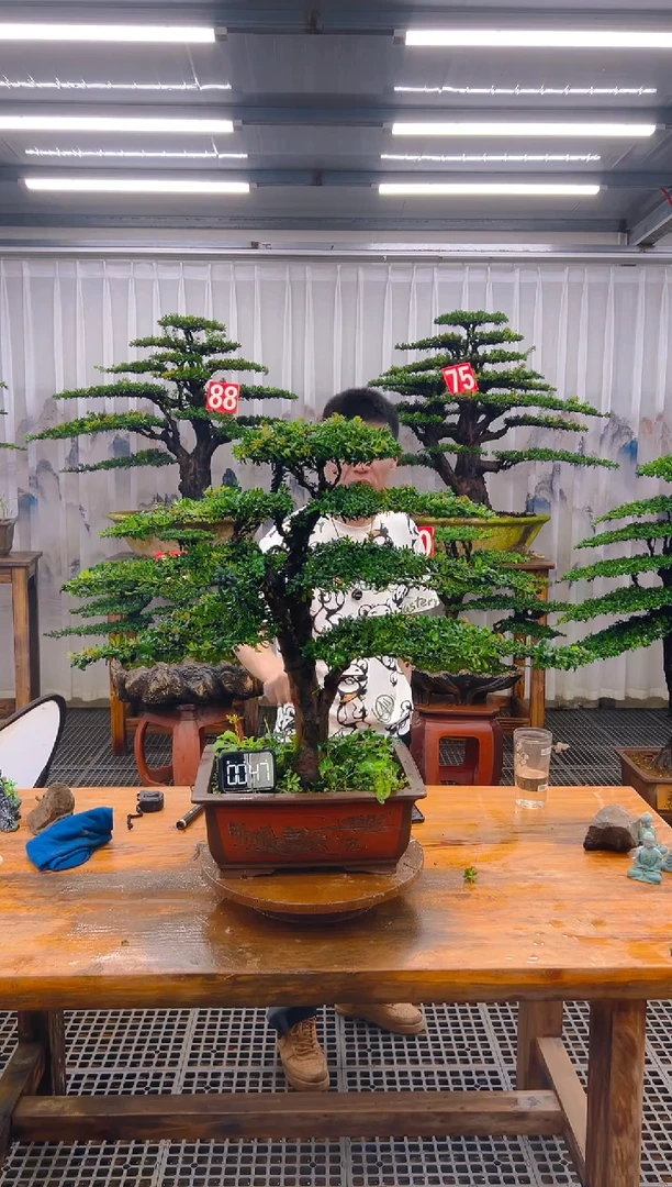 无花朵精品盆景直播间一物一拍
