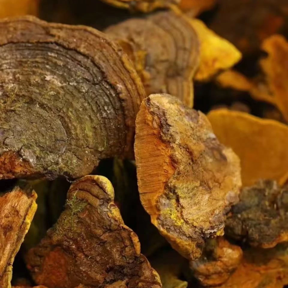 【青总甄选】桑黄桑黄双黄 足干250g