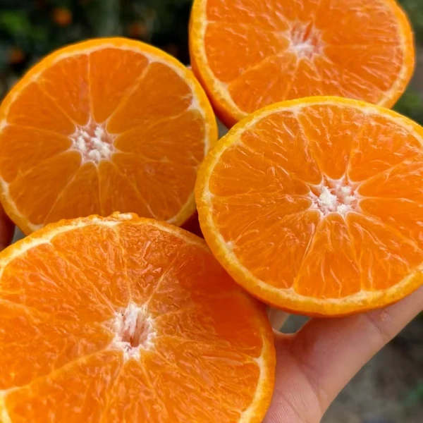 广西武鸣沃柑 大果4.5斤沃柑广西壮族自治区