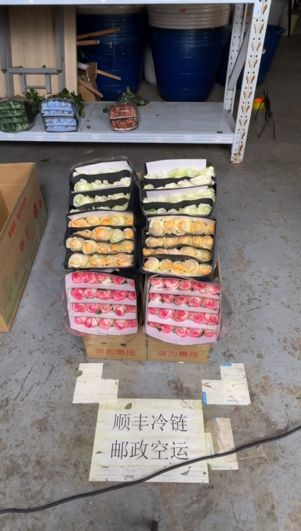 香槟20枝+艾沙20枝+白雪山20枝