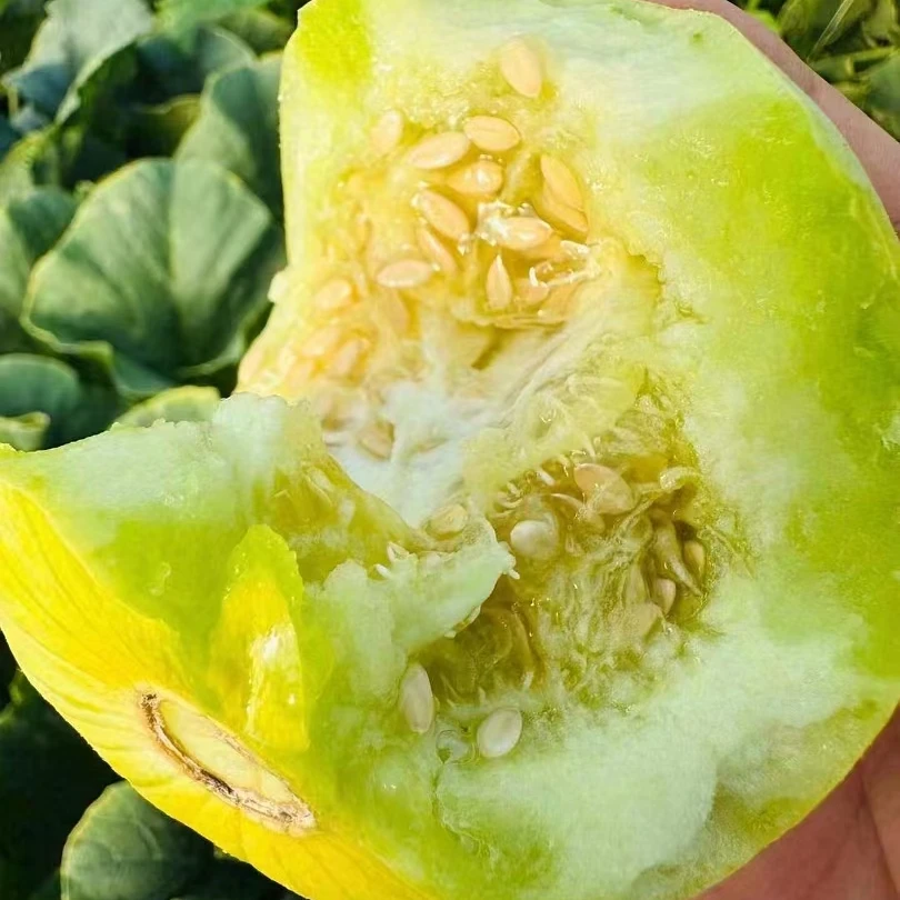 果切马连庄甜瓜一斤