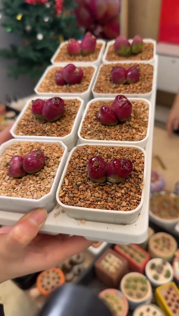 【闪购商品】23-36一颗