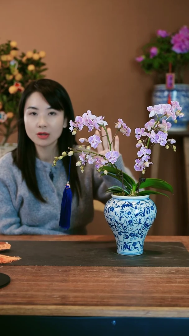 【闪购商品】盆景梦境