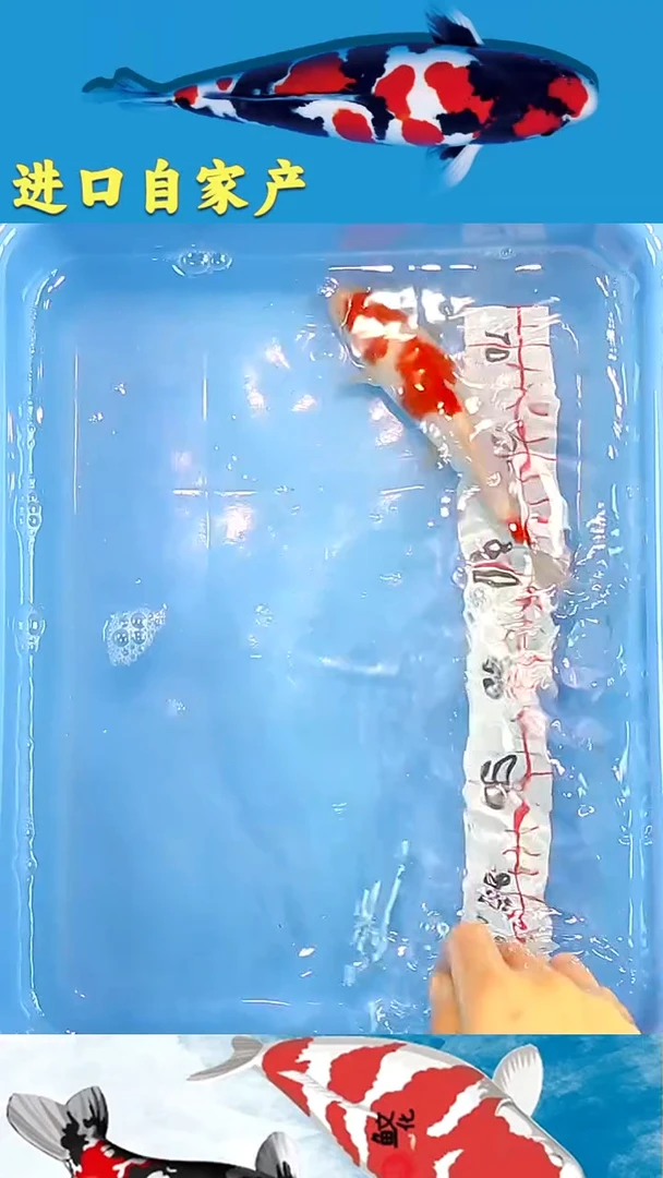 锦鲤2025/12/20悦鲤阁甄选锦鲤--49