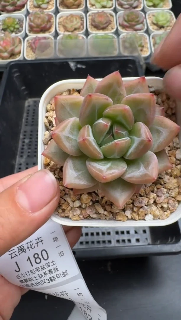 179J云禹多肉植物 带盆土纸巾打包 当天拍3颗包邮