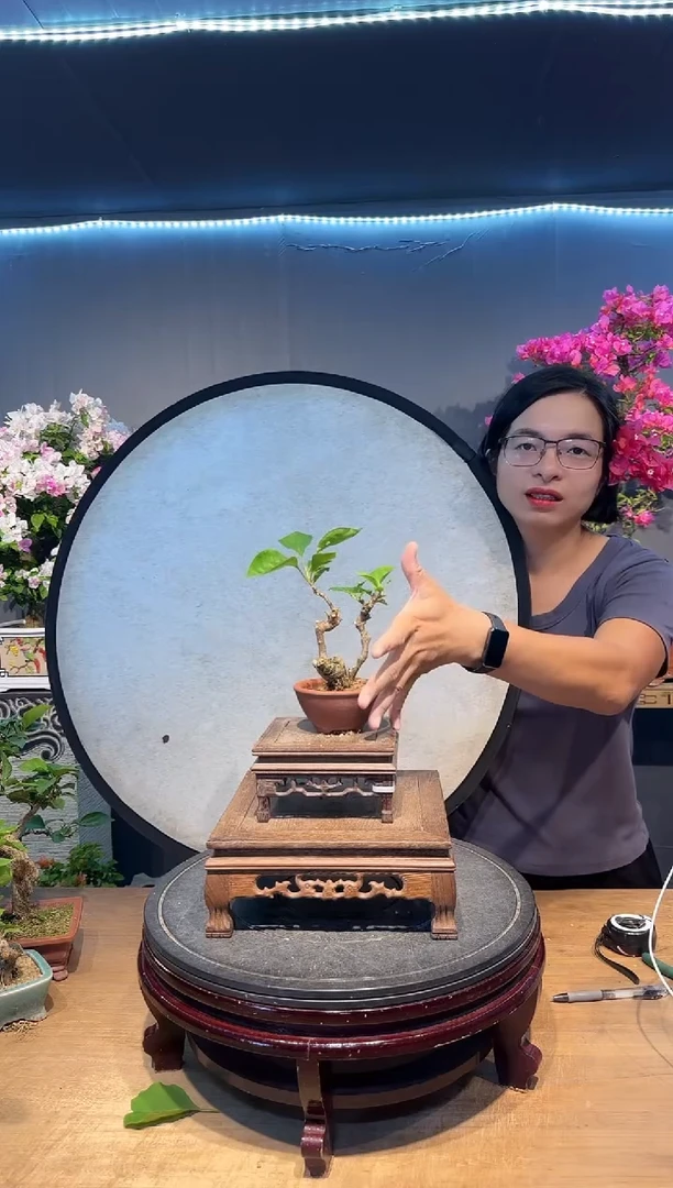 心**开三角梅同安红