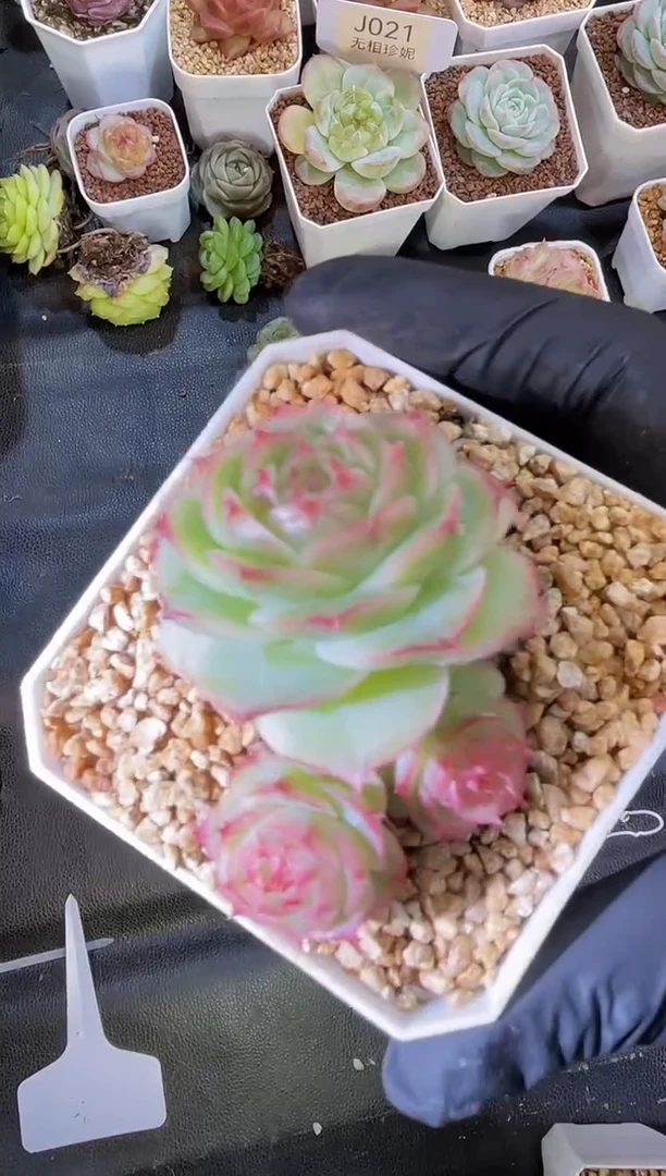 闪购1514  月沙冰蔷群生不包整散多肉一颗4厘米
