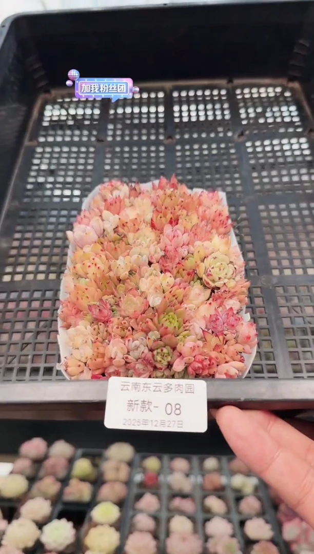 东云多肉园新款-08