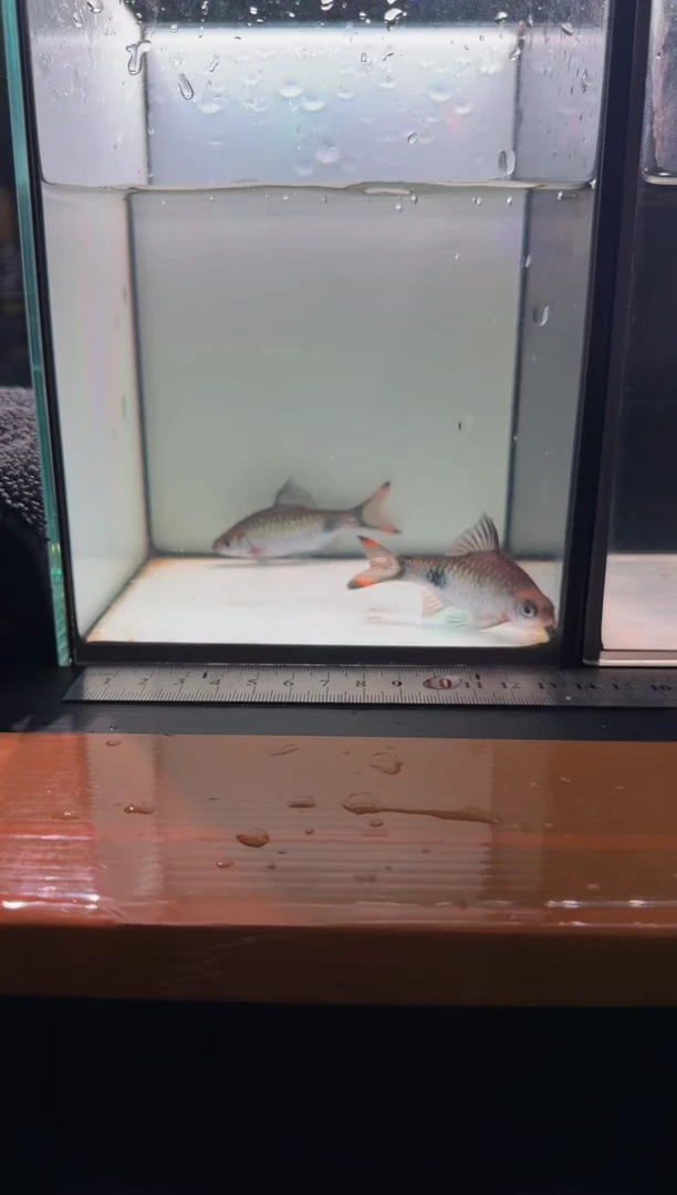 海水鱼梦幻黑影道人222