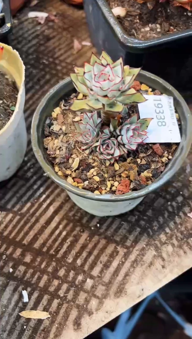 ?**辉多肉植物一物一拍19338