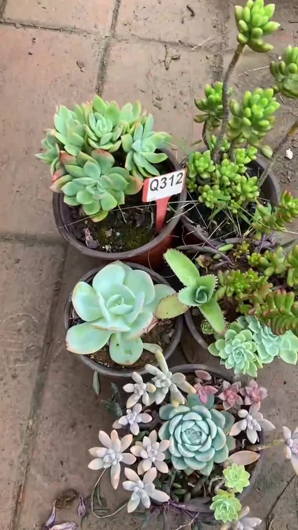 Q312多肉组合默认脱土发货