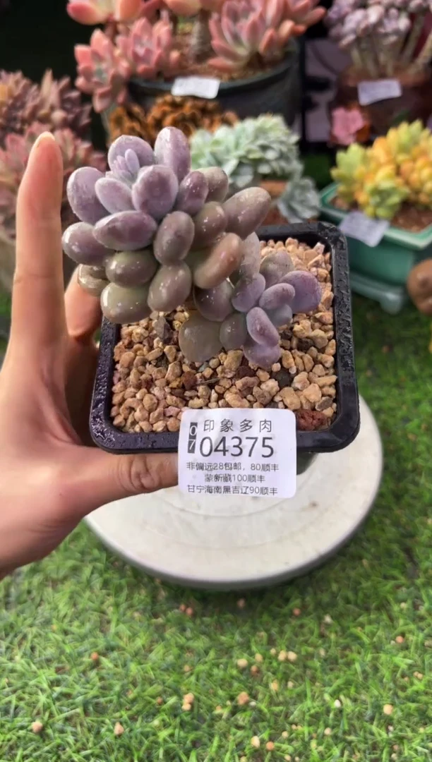 昆明印象多肉04375