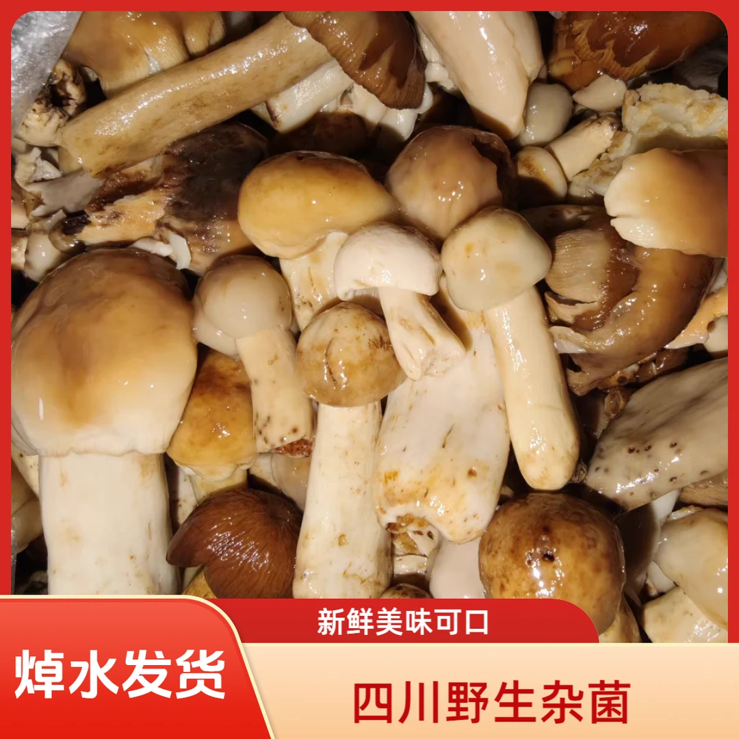 四川野生新鲜黄纵菌枞树菌美味可口松树菌杂菌顺丰包邮焯水发货