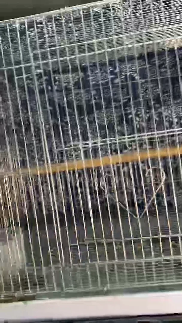 16号 老毛长尾养笼0元起拍