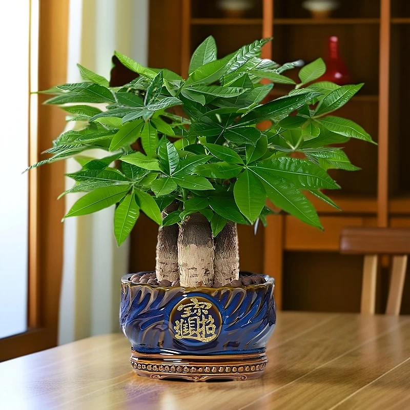 招财进宝碧蓝陶瓷盆三杆发财树室内高端盆栽