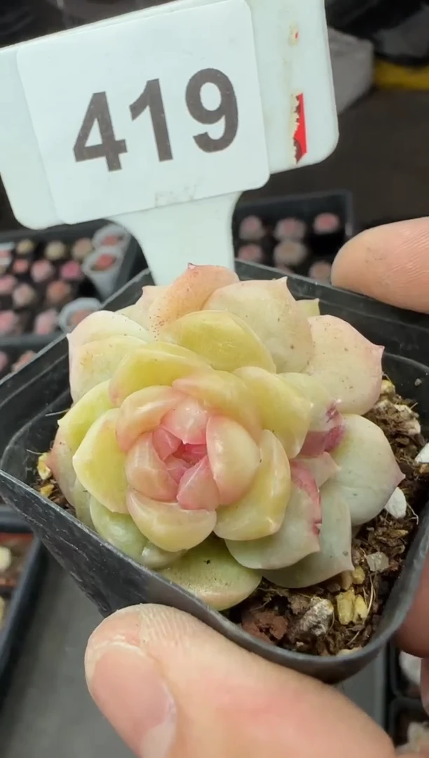 【闪购商品】一物一拍0211—419