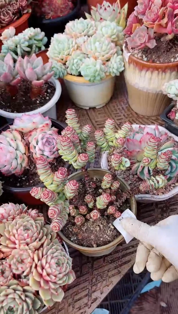 【闪购商品】21323