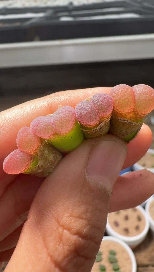 美丽的肉石头（25-31）-436松岗