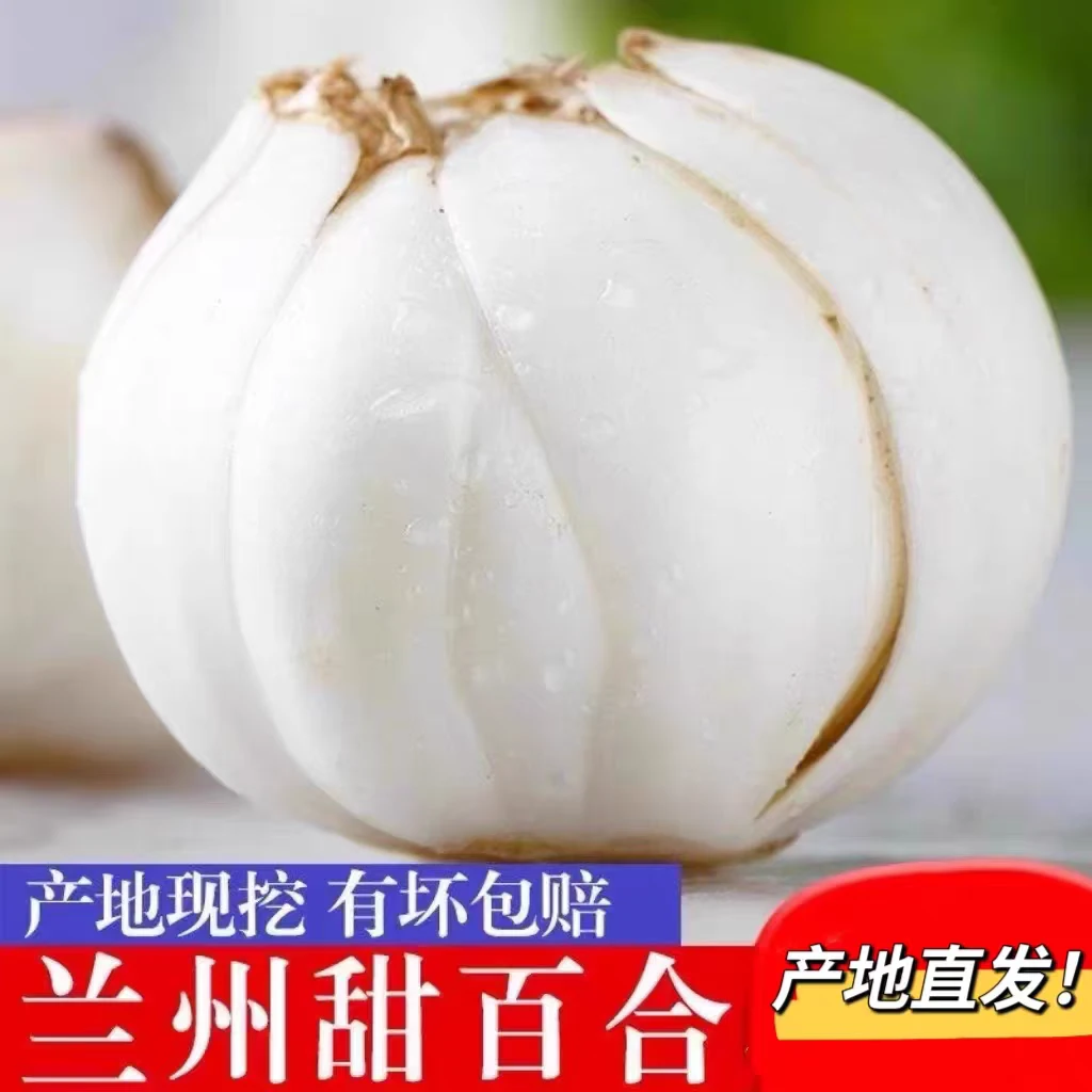 甘肃特产 新鲜兰州甜百合食用甜百合现挖现发500克顺丰包邮