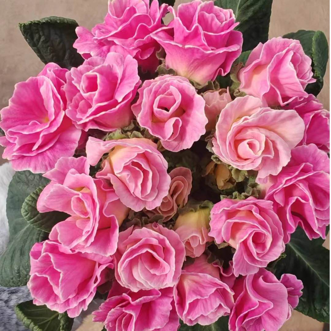 暮云 缤纷大厂出品f1代种苗报春花盆栽耐寒年宵花卉好养活