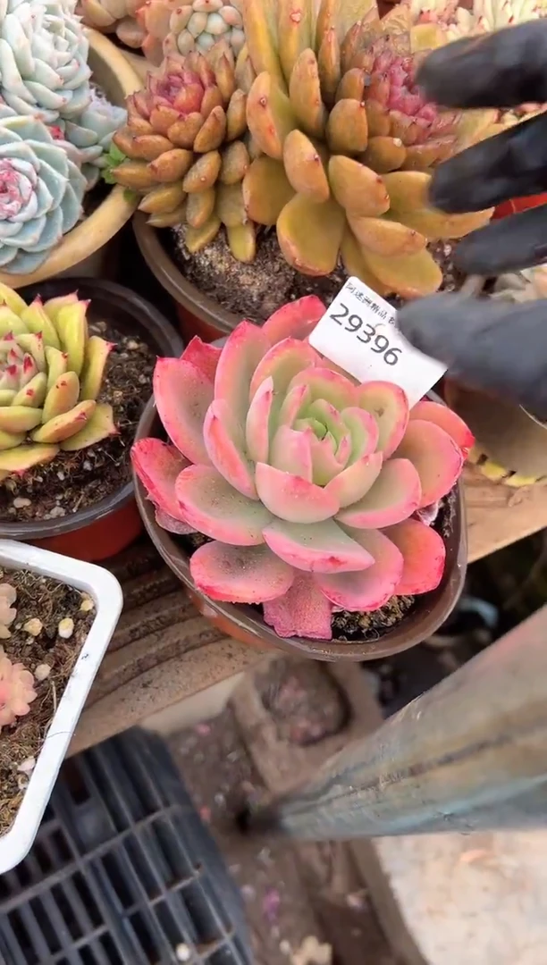 糖**?阿迷洲多肉29396