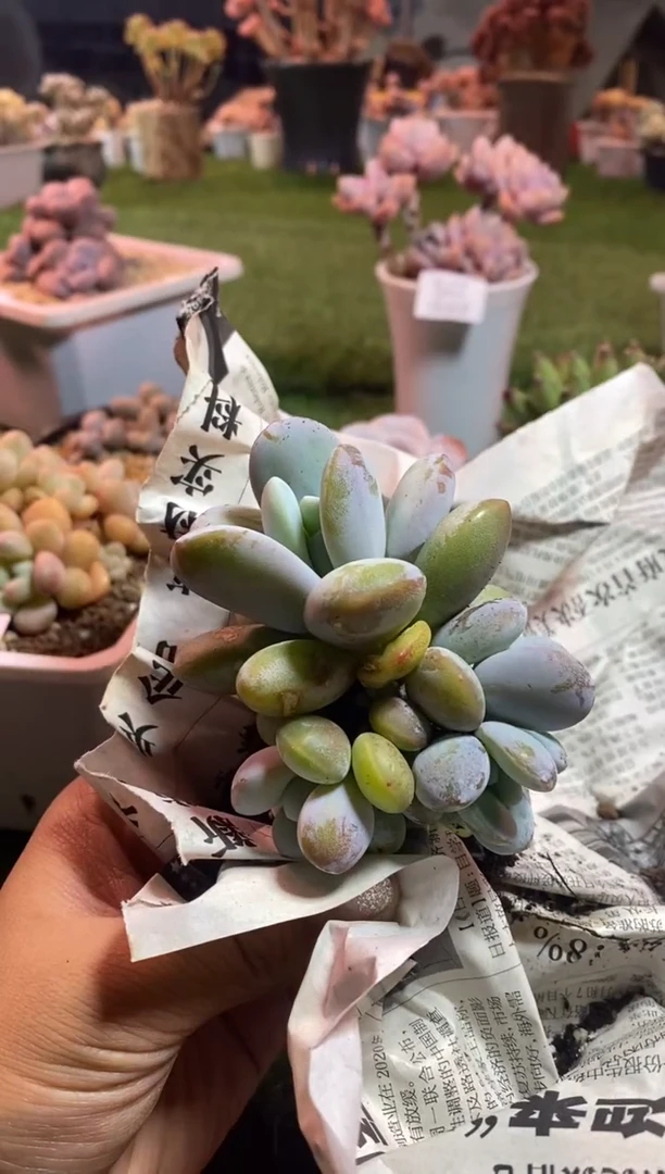 【闪购商品】0718a