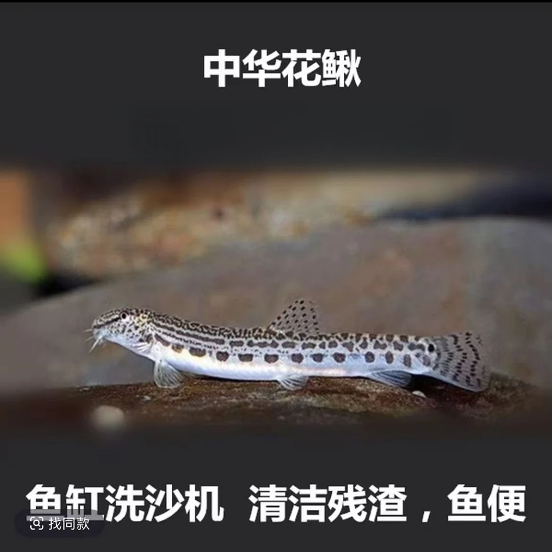 中华花鳅  冷水清洁鱼 清道夫 冷水鱼 洗沙器 清理鱼便包邮