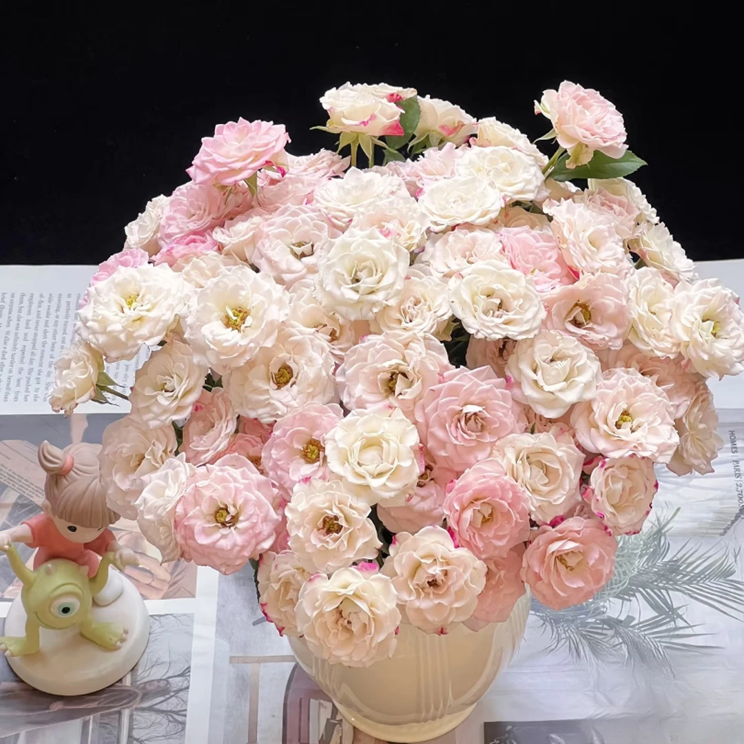 【妃子笑多头玫瑰5枝】多头玫瑰 两扎到手更划算 鲜花次日达批发直播品质鲜花 全场任意满两单顺丰包邮