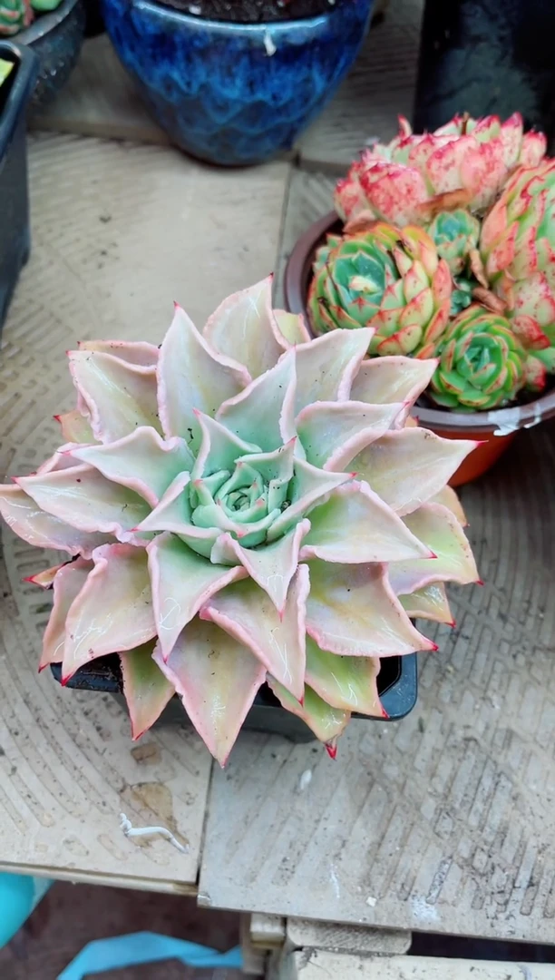 28024多肉植物一物一拍