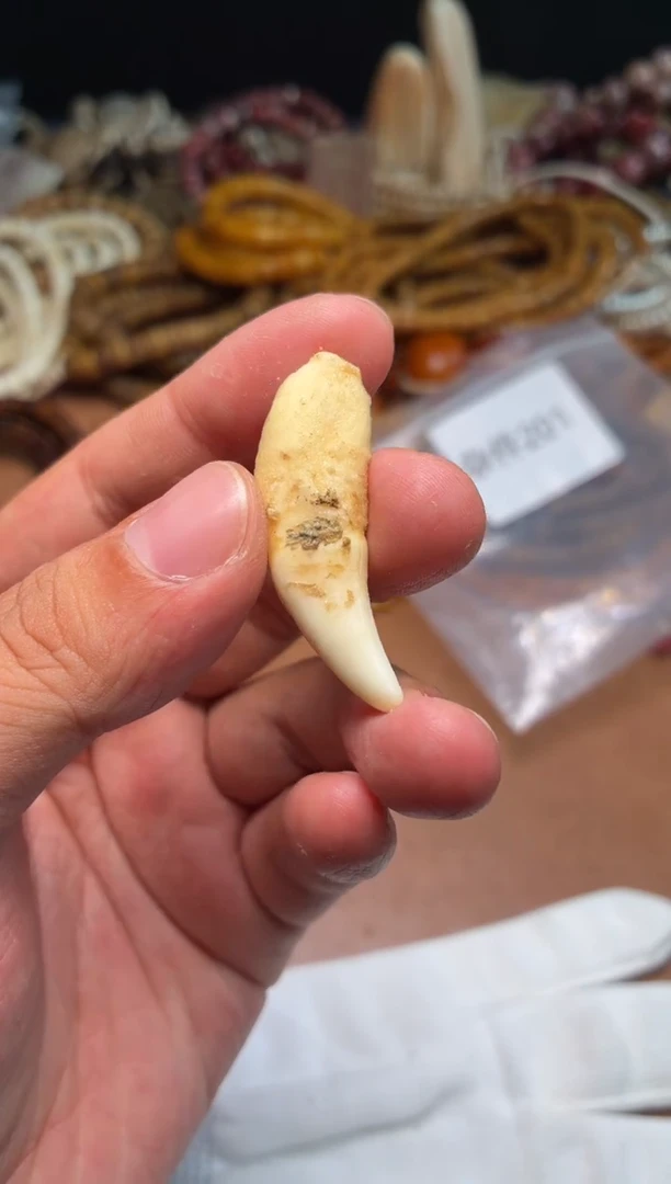 牛骨其他杂件201-牙牙吊坠