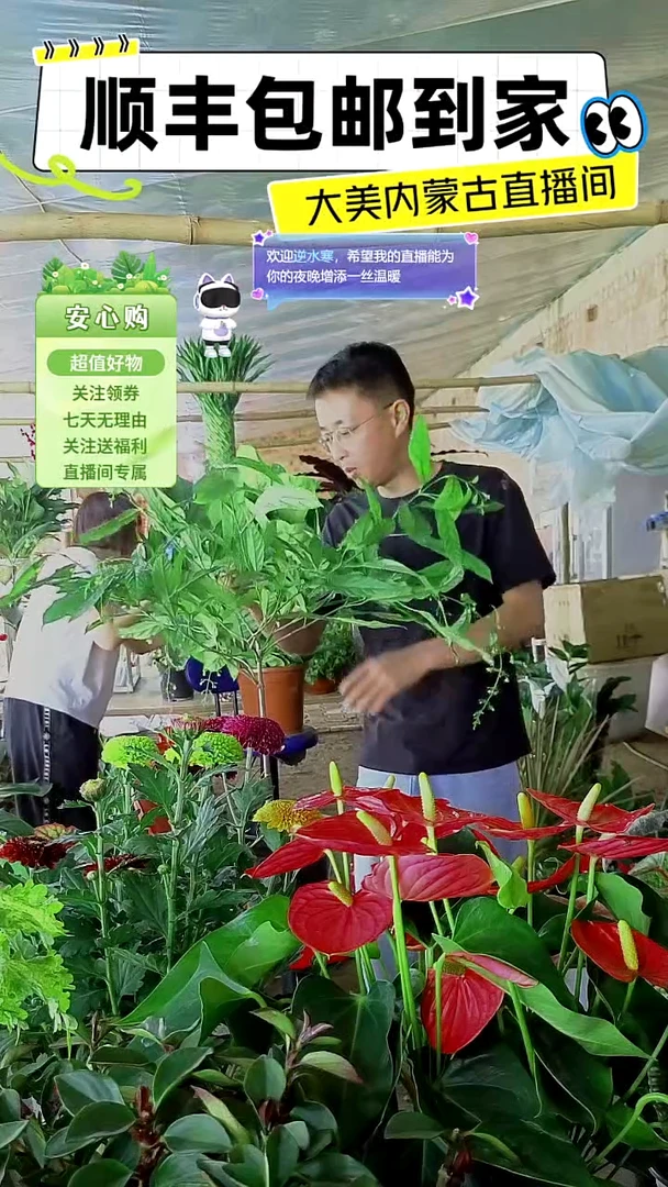 完全开放垂丝茉莉