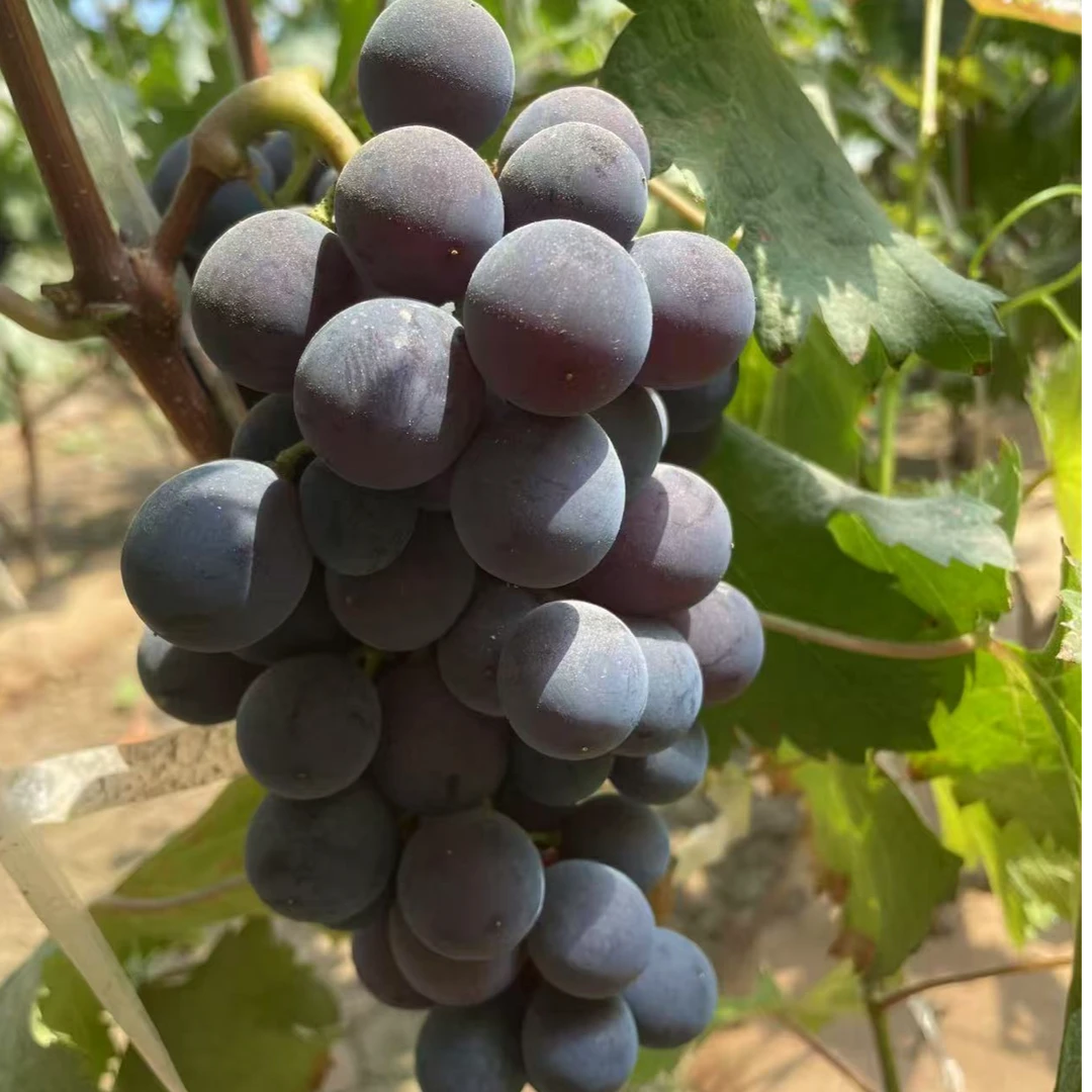 山西清徐蜜光葡萄现摘现发山西省