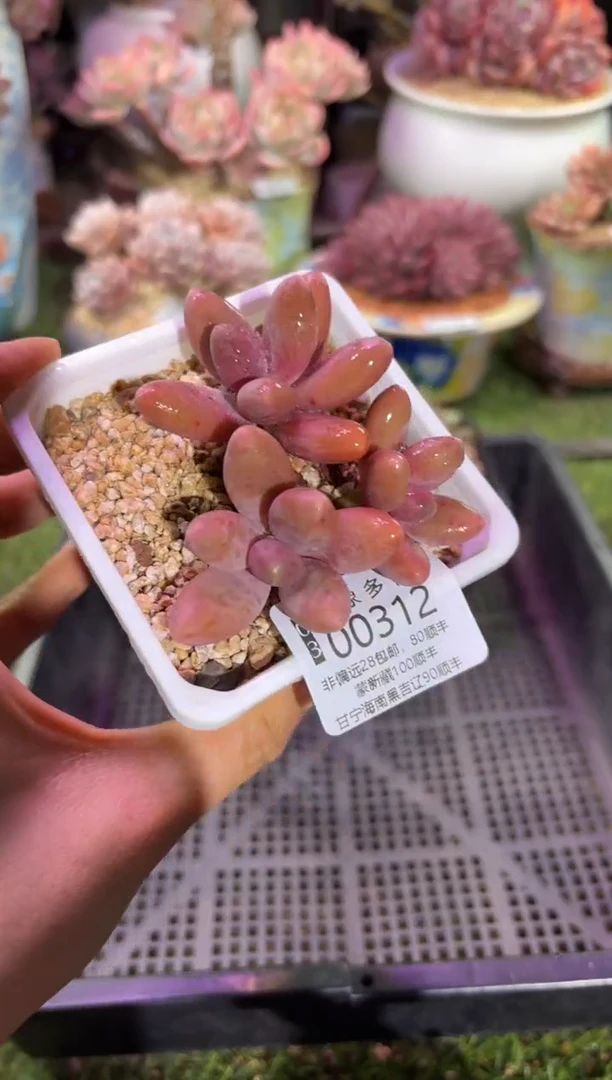 【闪购商品】00312